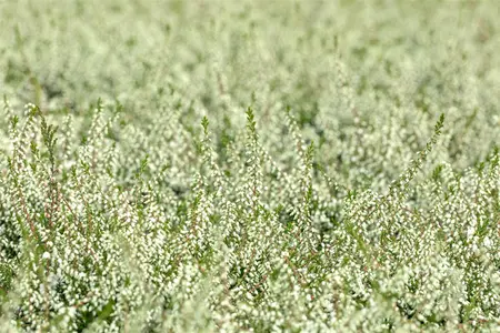 Calluna vulgaris 'Kinlochruel' - 1.5 Ltr pot - image 5