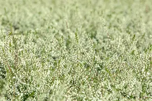 Calluna vulgaris 'Kinlochruel' - 1.5 Ltr pot - image 5