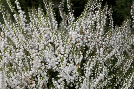 Calluna vulgaris 'Kinlochruel' - P12 - image 1