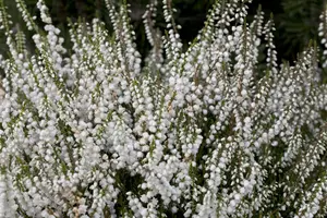 Calluna vulgaris 'Kinlochruel' - P12 - image 5