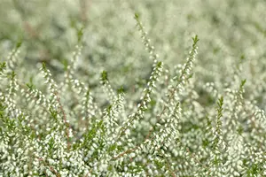 Calluna vulgaris 'Kinlochruel' - P12 - image 4