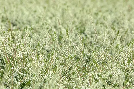 Calluna vulgaris 'Kinlochruel' - P12 - image 5