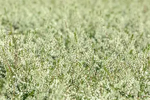 Calluna vulgaris 'Kinlochruel' - P12 - image 5