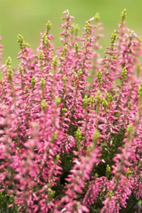 Calluna vulgaris 'Liliane'