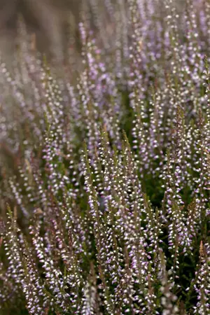 Calluna vulgaris 'Marleen' - P12