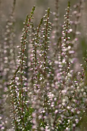 Calluna vulgaris 'Marlies' - P9 - image 2