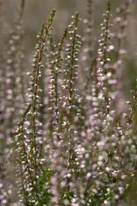 Calluna vulgaris 'Marlies' - P9 - image 2