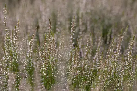 Calluna vulgaris 'Marlies' - P9 - image 1