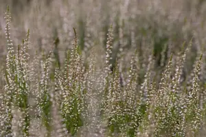 Calluna vulgaris 'Marlies'