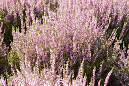 Calluna vulgaris 'Marlies' - P9 - image 3