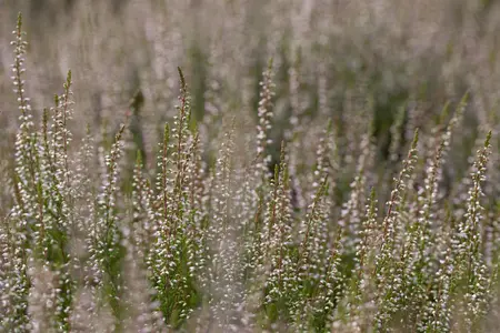 Calluna vulgaris 'Marlies' - 1.5 Ltr pot - image 1