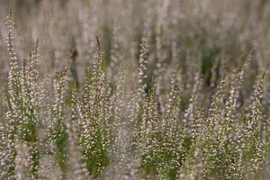 Calluna vulgaris 'Marlies' - 1.5 Ltr pot - image 4