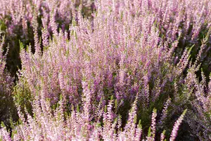 Calluna vulgaris 'Marlies' - 1.5 Ltr pot - image 3