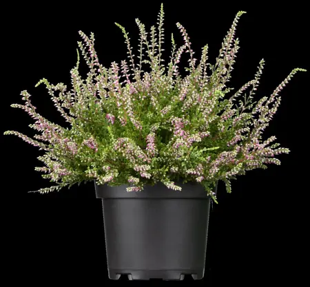 Calluna vulgaris 'Marlies' - P9 - image 4