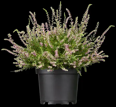 Calluna vulgaris 'Marlies' - 1.5 Ltr pot - image 4