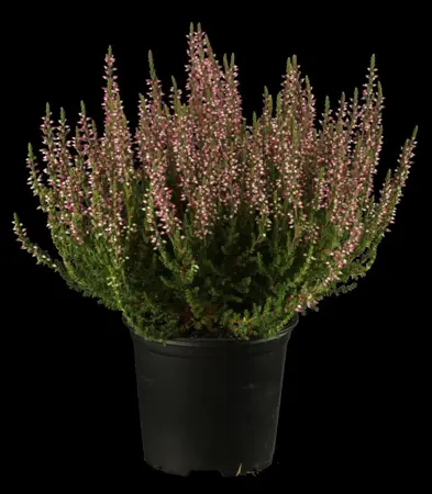 calluna vulgaris 'Monique' - 1.5 Ltr pot - image 1