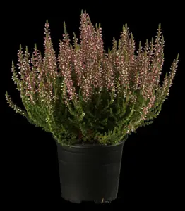 calluna vulgaris 'Monique'