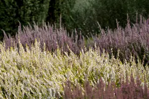 calluna vulgaris 'Monique' - P12 - image 1