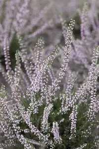 Calluna vulgaris 'Peter Sparkes'