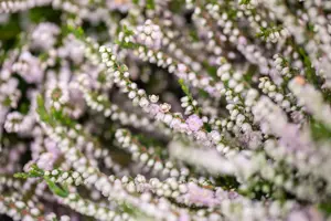 Calluna vulgaris 'Radnor' - P12 - image 4