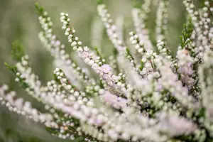 Calluna vulgaris 'Radnor' - P12 - image 2