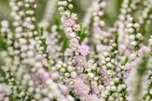 Calluna vulgaris 'Radnor' - P12 - image 3
