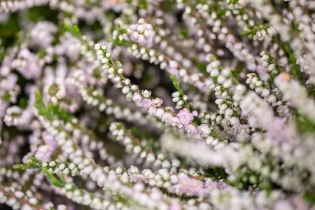 Calluna vulgaris 'Radnor' - P9 - image 1