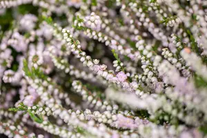 Calluna vulgaris 'Radnor'