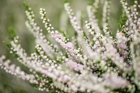 Calluna vulgaris 'Radnor' - P9 - image 2
