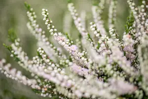 Calluna vulgaris 'Radnor' - P9 - image 2
