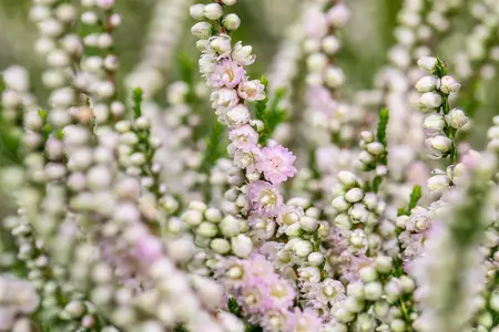 Calluna vulgaris 'Radnor' - P9 - image 3