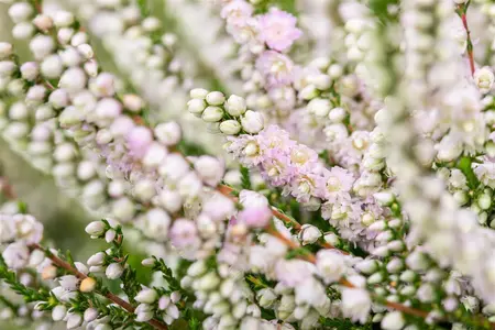 Calluna vulgaris 'Radnor' - P9 - image 4