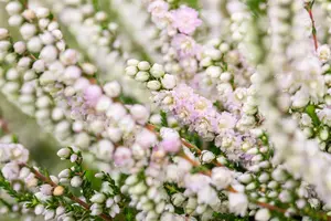 Calluna vulgaris 'Radnor' - P9 - image 4