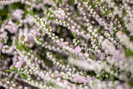 Calluna vulgaris 'Radnor' - 1.5 Ltr pot - image 1