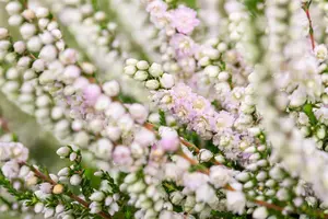 Calluna vulgaris 'Radnor' - 1.5 Ltr pot - image 4