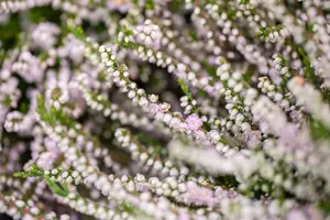 Calluna vulgaris 'Radnor' - P10.5 - image 4