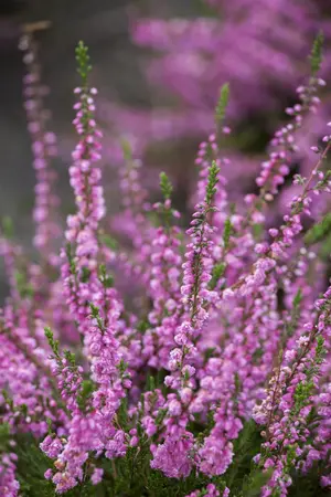 Calluna vulgaris 'Red Favorite' - P9 - image 1