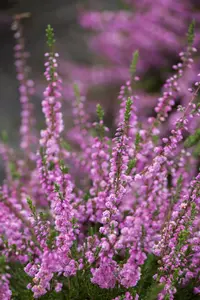 Calluna vulgaris 'Red Favorite'