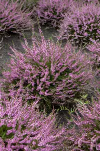 Calluna vulgaris 'Red Favorite' - P9 - image 2