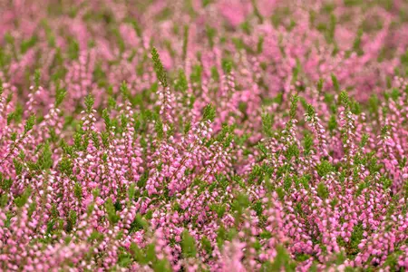 Calluna vulgaris 'Red Favorite' - P9 - image 3