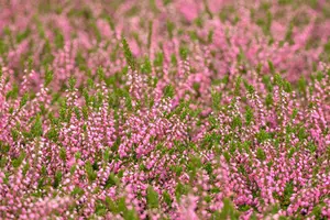 Calluna vulgaris 'Red Favorite' - P9 - image 3