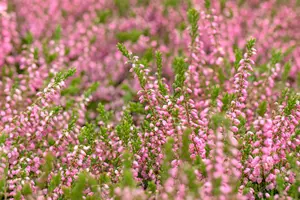 Calluna vulgaris 'Red Favorite' - P9 - image 4