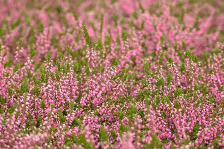 Calluna vulgaris 'Red Favorite' - P12 - image 3
