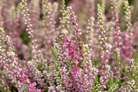 Calluna vulgaris 'Roswitha' - P9