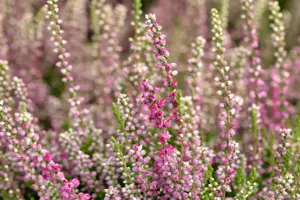 Calluna vulgaris 'Roswitha'