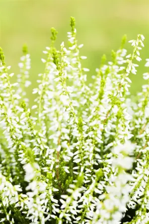 Calluna vulgaris 'Sandy' - P10.5 - image 3