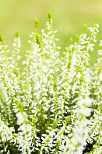 Calluna vulgaris 'Sandy' - P10.5 - image 3