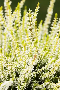 Calluna vulgaris 'Sandy' - P10.5 - image 4