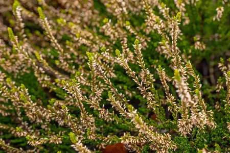 Calluna vulgaris 'Sandy' - P10.5 - image 5