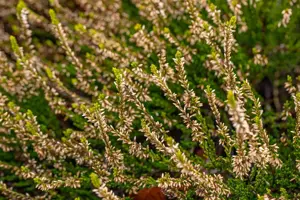 Calluna vulgaris 'Sandy' - P10.5 - image 5